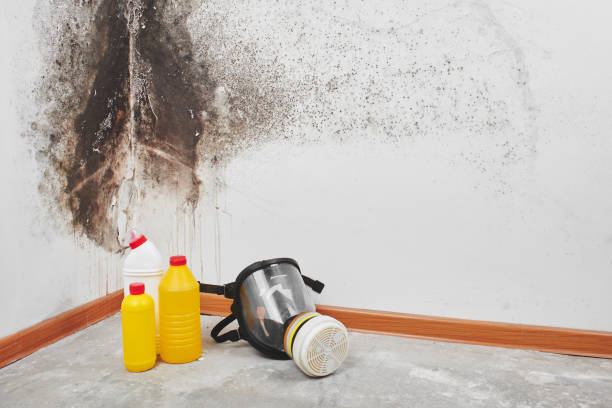 Best Residential Mold Removal  in Lacoste, TX