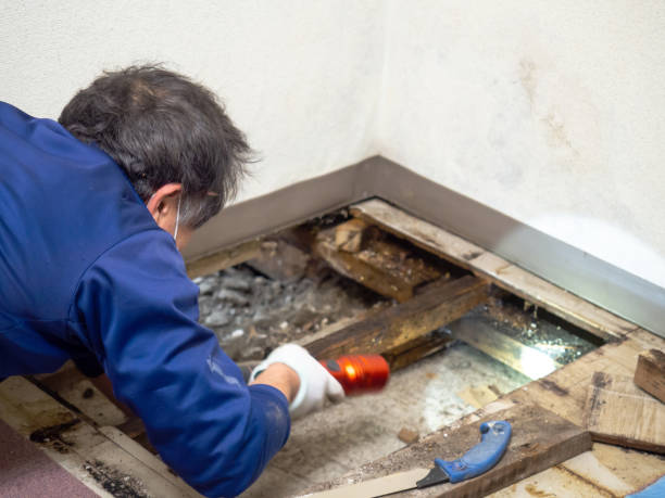Best Certified Mold Removal  in Lacoste, TX