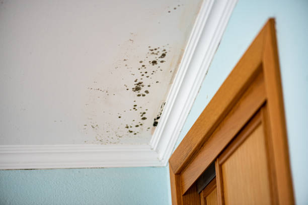 Best Toxic Mold Removal  in Lacoste, TX