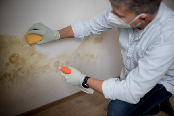 Best Crawl Space Mold Removal  in Lacoste, TX