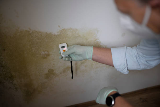 Reliable Lacoste, TX Mold Removal Solutions