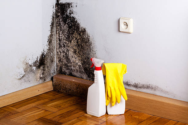 Best Residential Mold Removal  in Lacoste, TX