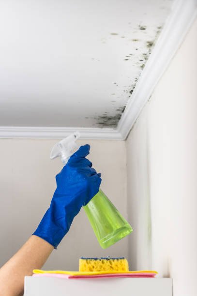 Certified Mold Removal in Lacoste, TX