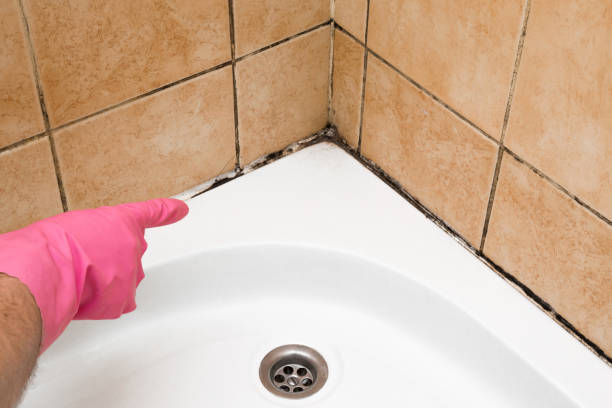 Best Mold Removal Process  in Lacoste, TX